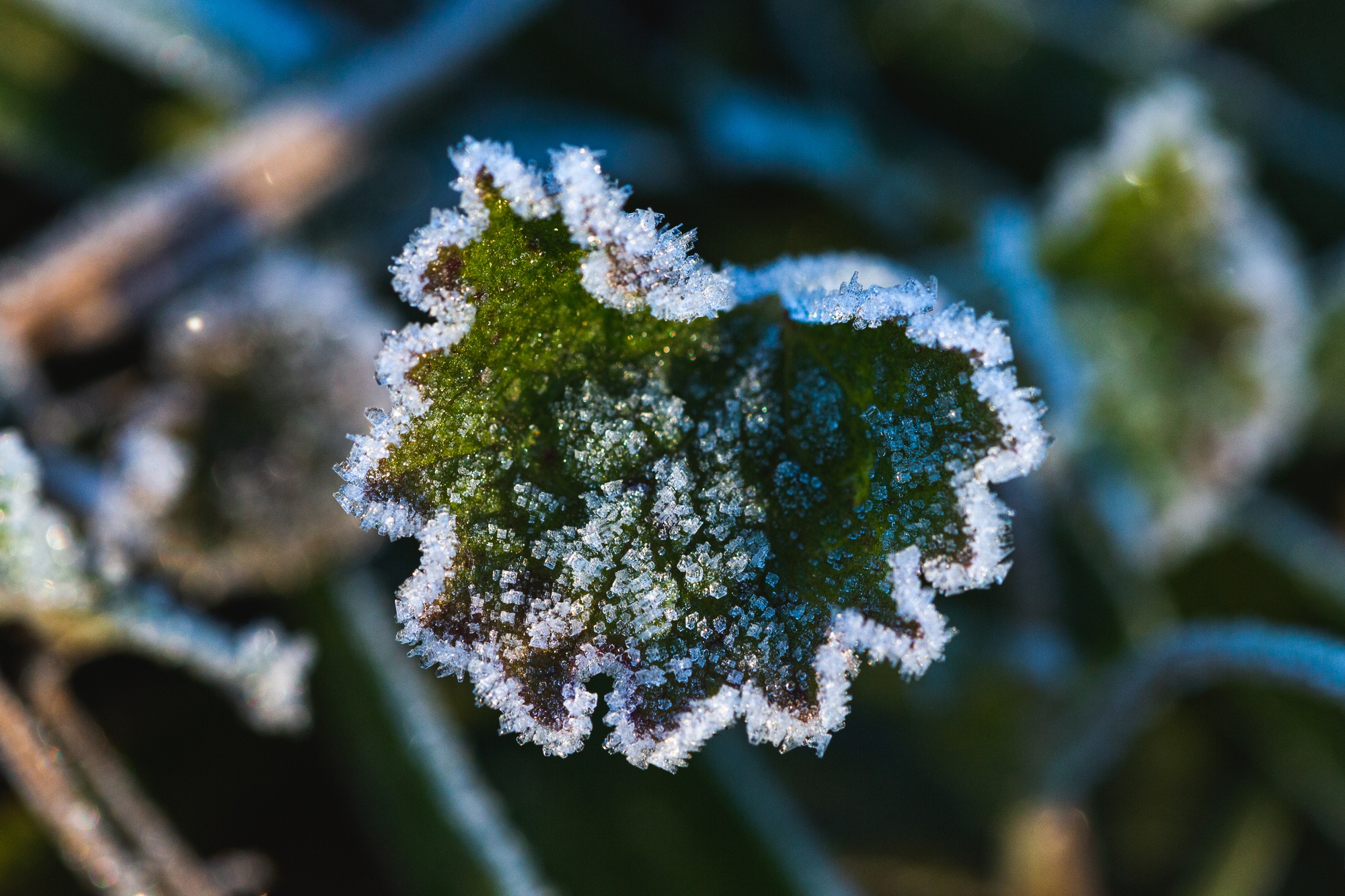 How To Keep Frost From Destroying Your Garden