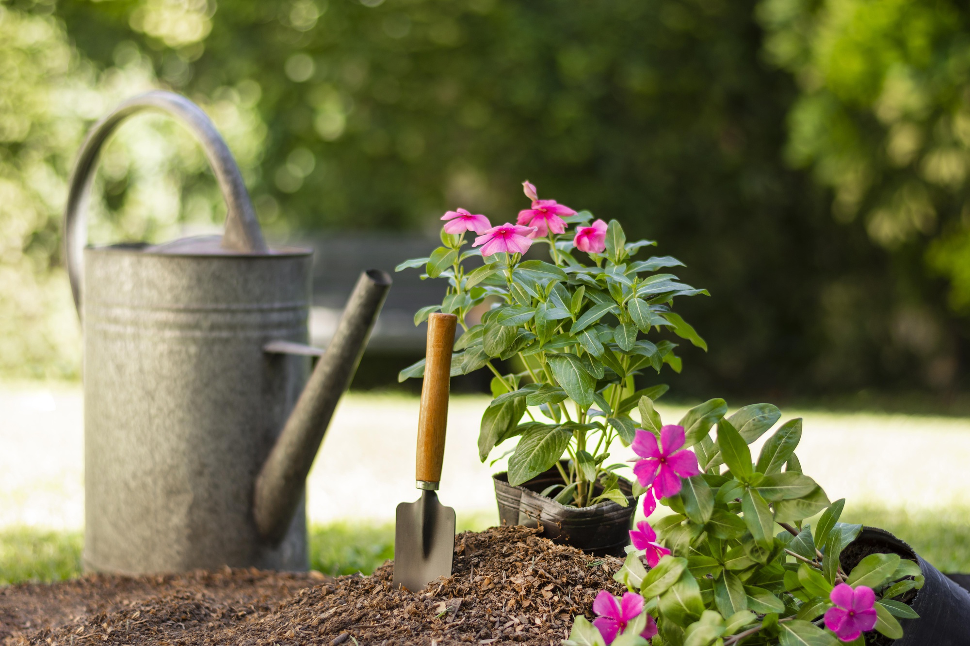 How To Start Square Foot Gardening: Everything You Need To Know