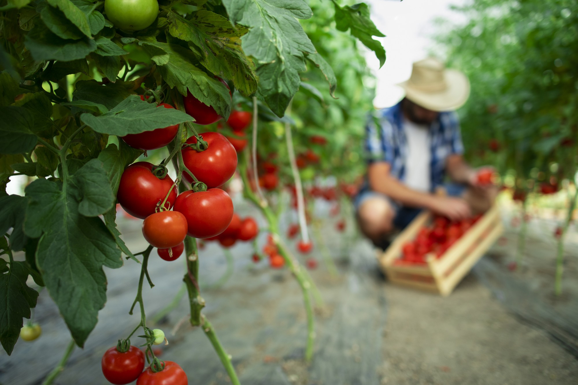 10 Suggestions for Effectively Growing Tomatoes
