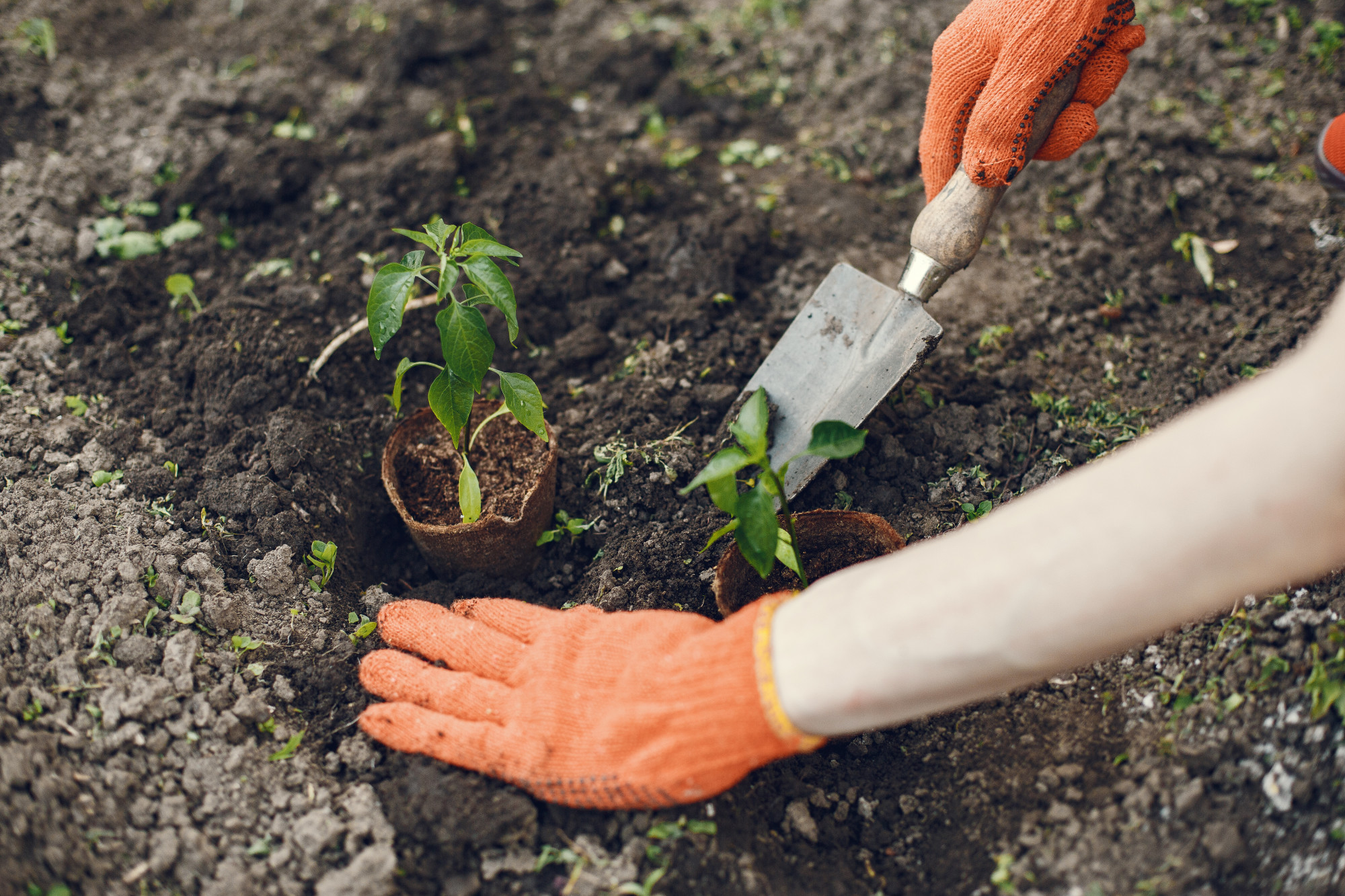 10 Important Tips For People Who Really Started Gardening